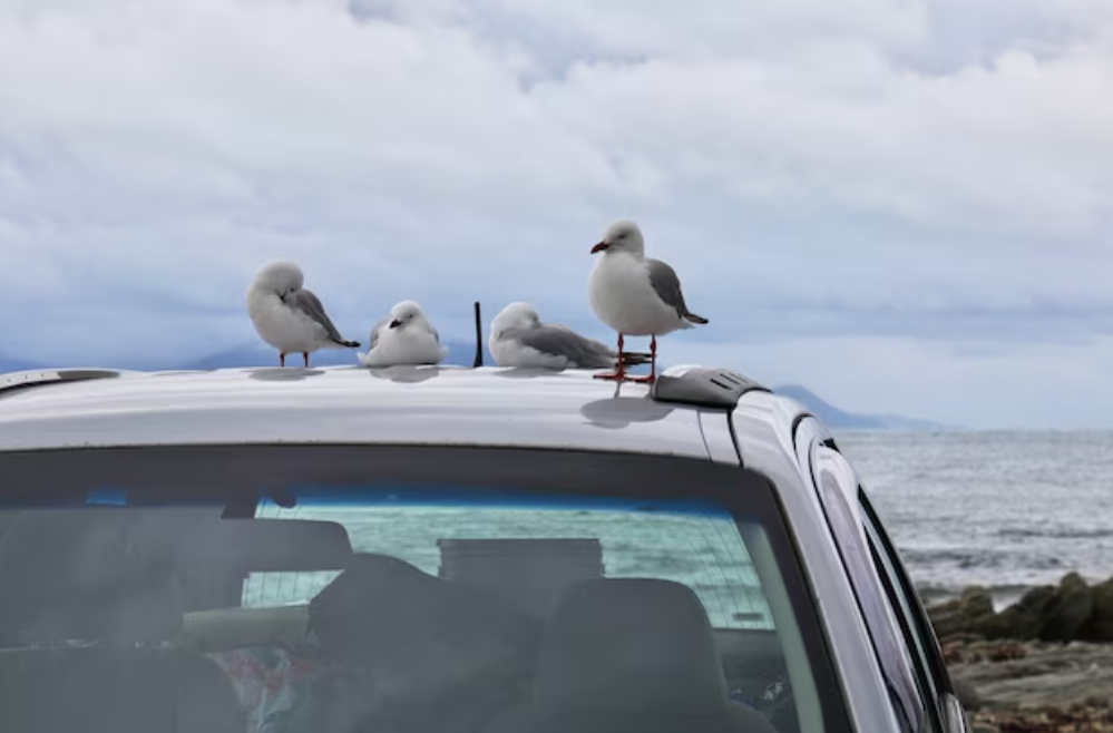 How to Safely Remove Bird Droppings from Your Car How to Safely Remove Bird Droppings from Your Car